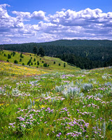 High Prairie Meadow