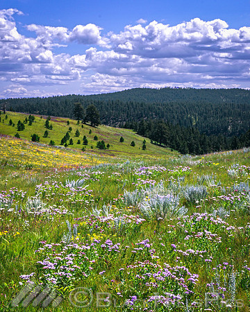 High Prairie Meadow