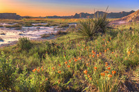 Globemallow at Dusk