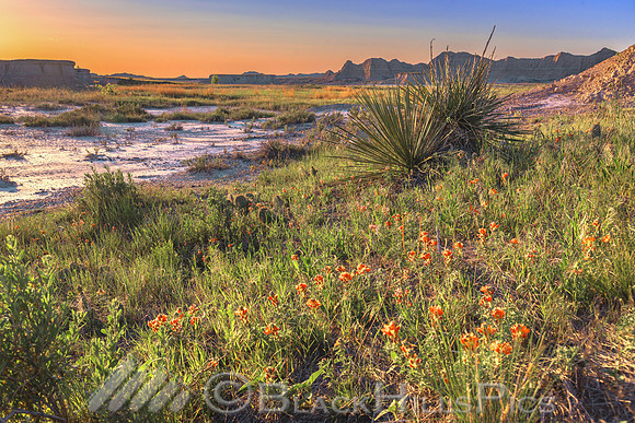 Globemallow at Dusk