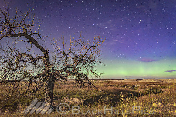 Scenic Aurora