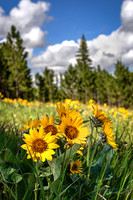 Flag Mountain Arrowleaf