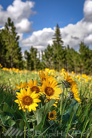 Flag Mountain Arrowleaf