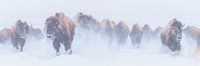 Here They Come