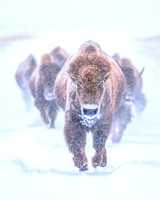 Blizzard Stampede