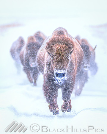 Blizzard Stampede