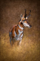 Prairie Sentinel