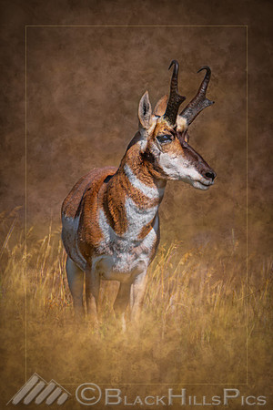 Prairie Sentinel