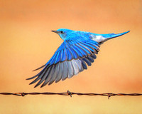 Skyblue Takeoff