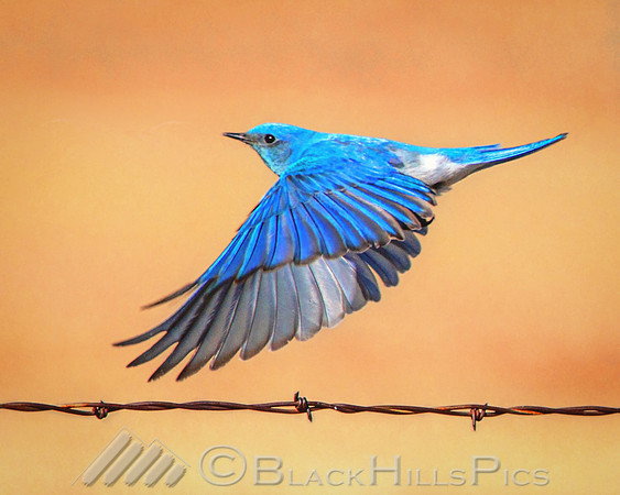 Skyblue Takeoff