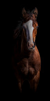 Pasture Aristocrat