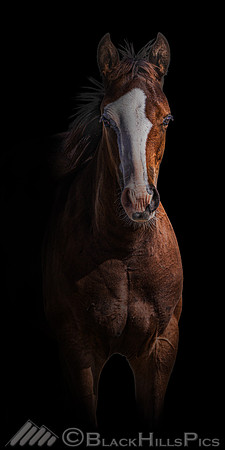 Pasture Aristocrat