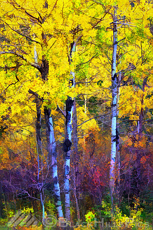 In Fall Bloom