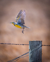 Abandon Post