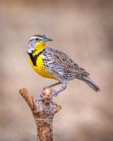 Rickety Perch