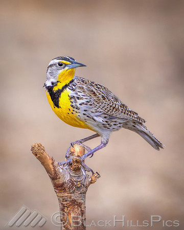 Rickety Perch