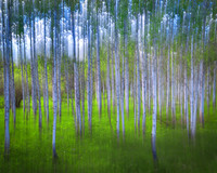 Aspen Mirage