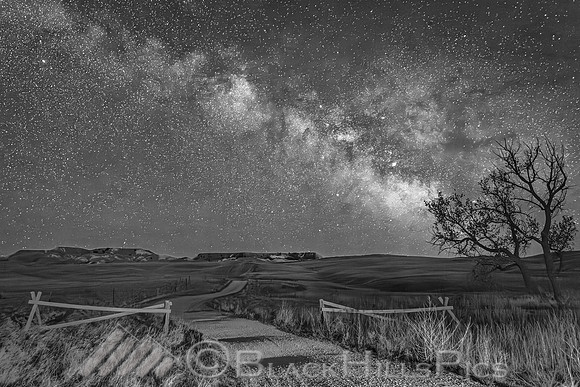 Dark Horse on the Prairie
