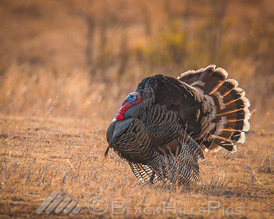 Sunrise Strut