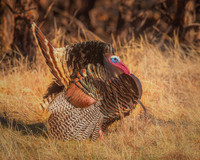 Turkey in the Straw