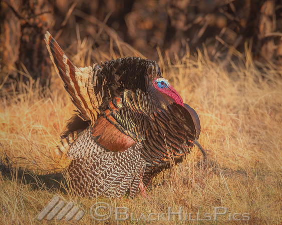 Turkey in the Straw