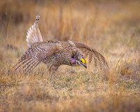 Prairie Shuffle