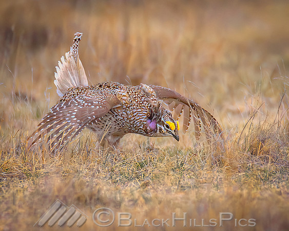 Prairie Shuffle