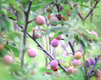 Plum Dance
