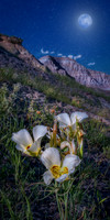 Sego Lily Nocturne