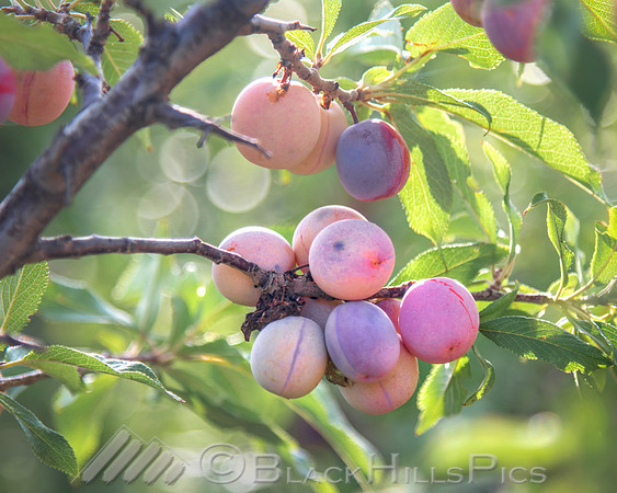 Plum Ripe