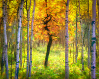 Autumn Dancer