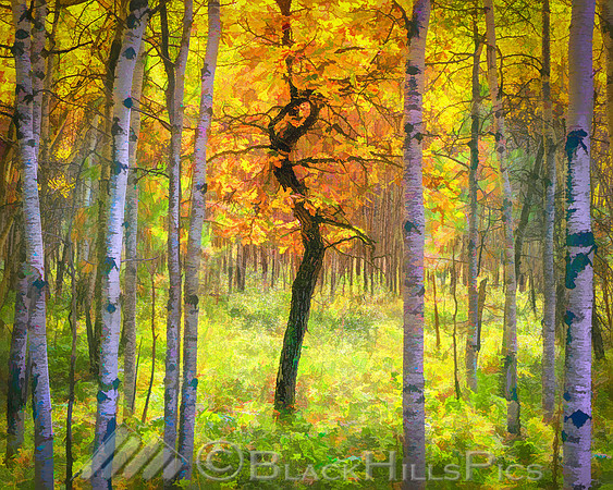 Autumn Dancer