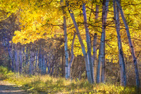 Aspen Canopy