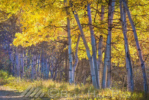 Aspen Canopy