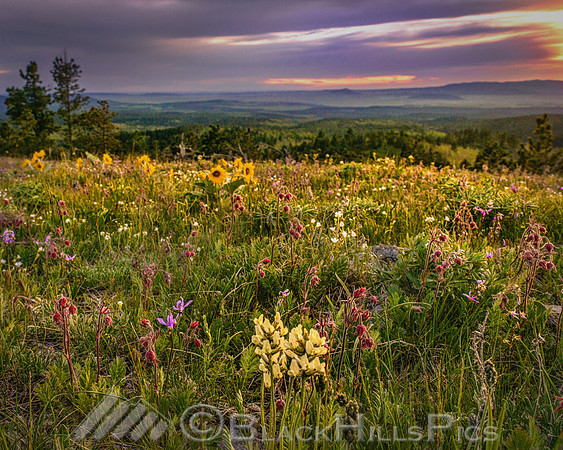 Overgrown Overlook
