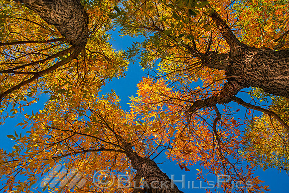 The Ash Grove