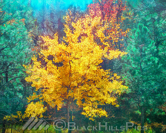 Remembrance Of A Season