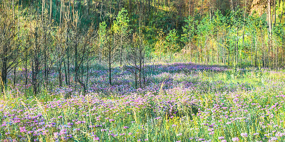 ValleyInBloom
