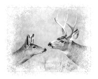 A Gentle Touch