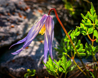 Alpine Clematis