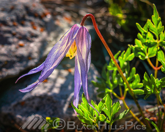 Alpine Clematis