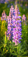 Lupine Meadow
