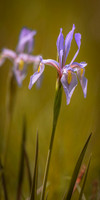 Iris in the Valley