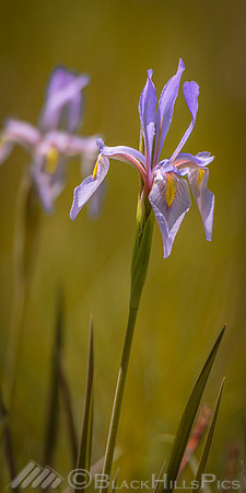 Iris in the Valley
