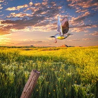 Liftoff to Sheep Mountain